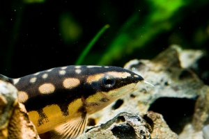 Боция карликовая, Botia sidthimunki