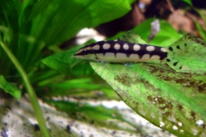 Боция карликовая