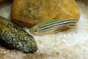 Данио, Brachydanio rerio