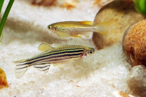 Данио, Brachydanio rerio