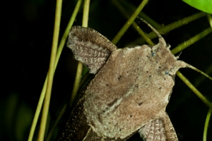 Буноцефал, Bunocephalus coracoideus