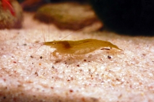 Креветка Бабаулти, Caridina babaulti Green