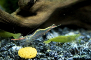 Креветка Бабаулти, Caridina babaulti Green