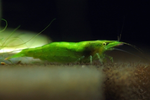 Креветка Бабаулти, Caridina babaulti Green