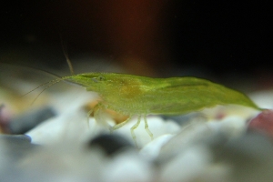Креветка Бабаулти, Caridina babaulti Green