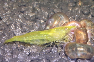 Креветка Бабаулти, Caridina babaulti Green