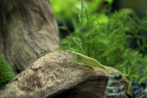 Креветка Бабаулти, Caridina babaulti Green