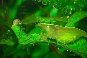 Креветка Бабаулти, Caridina babaulti Green