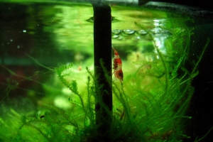Креветка Красный Кристал, Caridina cantonensis