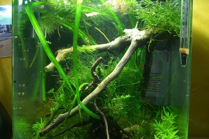 Креветка Красный Кристал, Caridina cantonensis