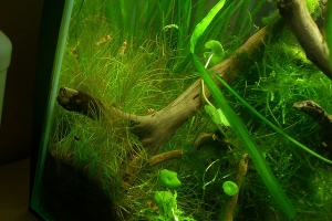 Креветка Красный Кристал, Caridina cantonensis