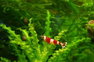 Креветка Красный Кристал, Caridina cantonensis