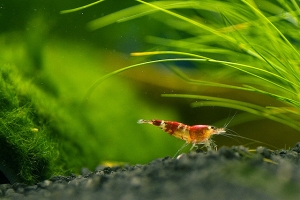 Креветка Красный Кристал, Caridina cantonensis