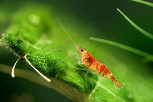 Креветка Красный Кристал, Caridina cantonensis