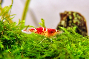 Креветка Красный Кристал, Caridina cantonensis