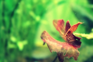 Креветка Красный Кристал, Cherry Red Shrimp