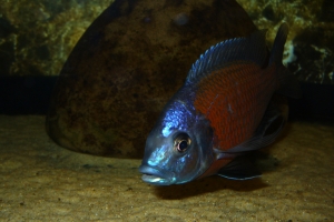 Копадихромис Борлей, Copadichromis Borleyi Kadango Male