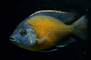 Копадихромис Борлей, Copadichromis Borleyi Kadango