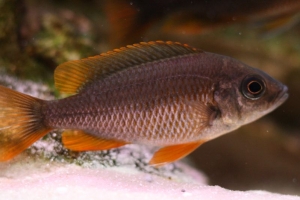 Копадихромис Борлей, Copadichromis Borleyi Kadango