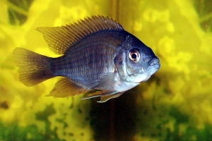 Копадихромис Борлей, Copadichromis Borleyi Kadango