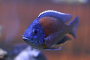 Копадихромис Борлей, Copadichromis Borleyi Kadango