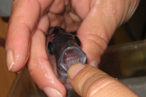Копадихромис Борлей, Copadichromis Borleyi Kadango