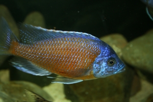 Копадихромис Борлей