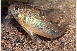 Коридорас, Corydoras paleatus (Сомик крапчатый или пятнистый)