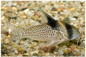 Коридорас, Corydoras melanistius (Черноштриховый сомик)