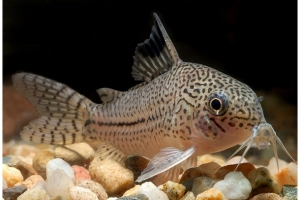 Коридорас, Corydoras julii (Леопардовый сомик)