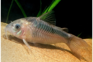 Коридорас, Corydoras rabauti (Коридорас Рабо)