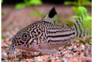 Коридорас, Corydoras trilineatus ...