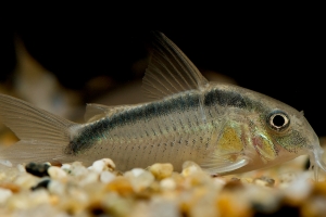 Коридорас, Corydoras arcuatus (Радужный панцирник)