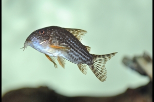 Коридорас, Corydoras Sterbai (Сомик Штербы)