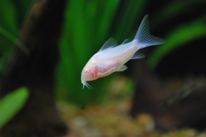 Коридорас, Corydora Albina (Сомик альбинос)