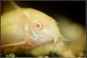 Коридорас, Corydora Detail (Сомик альбинос)