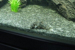 Коридорас, Corydoras paleatus