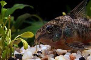 Коридорас, Corydoras paleatus