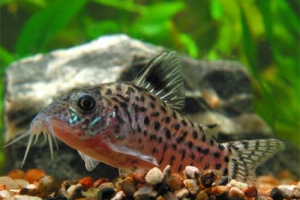 Коридорас, Corydoras paleatus