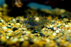 Коридорас, Corydoras paleatus