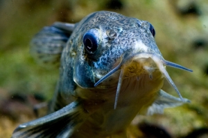 Коридорас, Corydoras paleatus