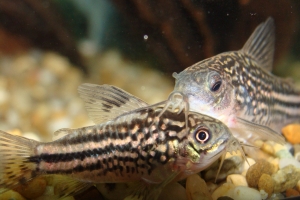 Коридорас, Corydoras nanus