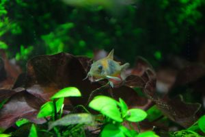 Коридорас, Corydoras venezuelanus