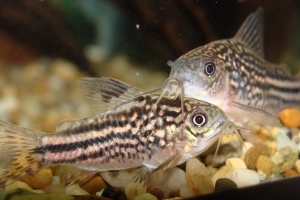 Коридорас, Corydoras nanus