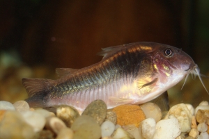 Коридорас, Corydoras aeneus