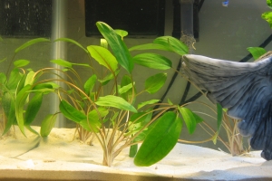 Криптокорина, Cryptocorynes