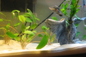 Криптокорина