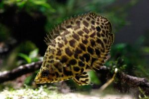 Ктенопома леопардовая, Leopard Ctenopoma