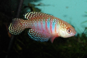 Цинолебиас Уайта, Cynolebias whitei