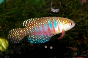 Цинолебиас Уайта, Cynolebias whitei